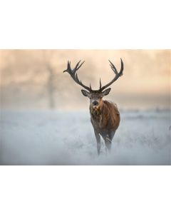 CSFOTO 7x5ft Background for Red Deer in Winter Photography Backdrop Safari Party Defocused Bokeh Wildlife Wild Frost Chill Natural Wildness Animal Red Cervid Photo Studio Props Polyester Wallpaper