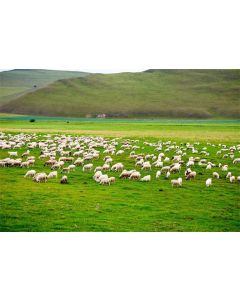 CSFOTO 8x6ft Background for The Flock of Sheep on Summer Meadows Photography Backdrop Agriculture Green Farm Landscape Field Country Hill Mountain Greengrass Photo Studio Props Vinyl Wallpaper